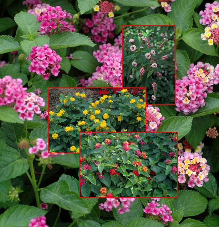 Assorted Lantana - Lantana from 5 Acres NH