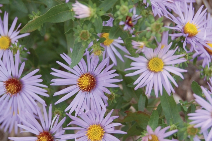 'Raydon's Favorite' Oblongleaf Aster Cultivar - Aster oblongifolius from 5 Acres NH