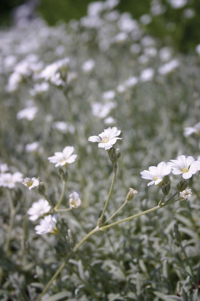 'Yo Yo' Snow in Summer - Cerastium tomentosum from 5 Acres NH