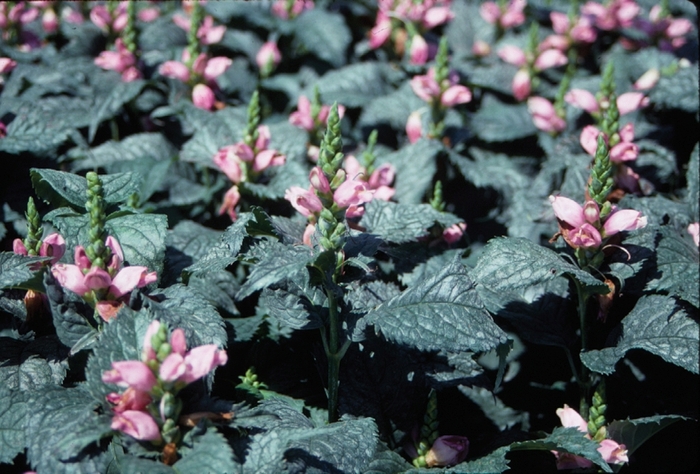 'Hot Lips' Pink Turtlehead - Chelone lyonii from 5 Acres NH