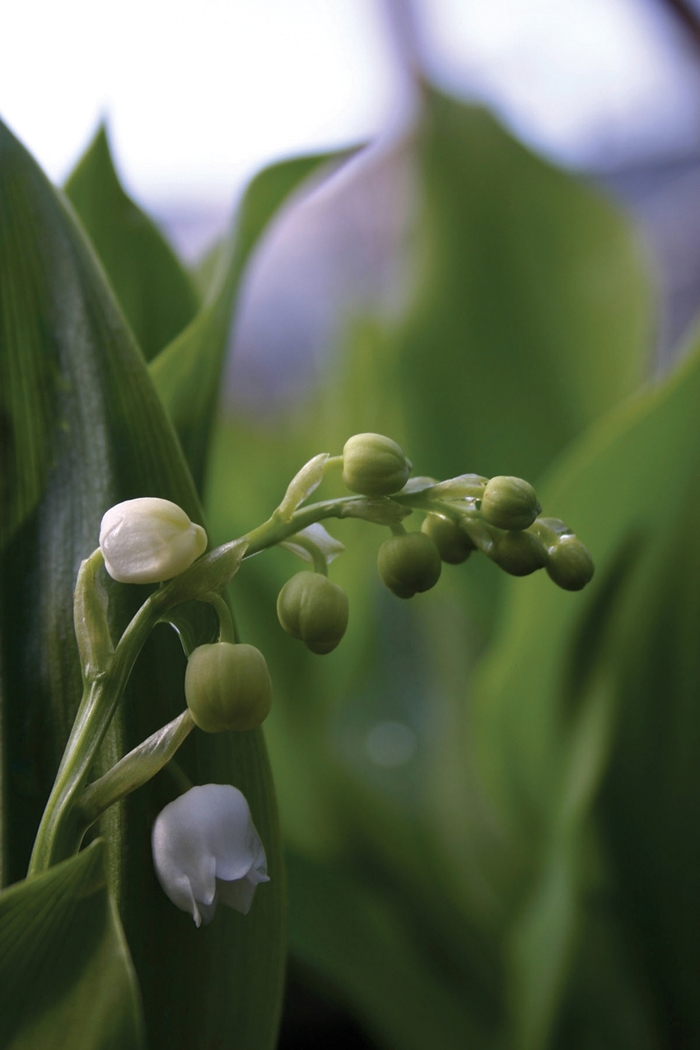 Lily of the Valley - Convallaria majalis from 5 Acres NH