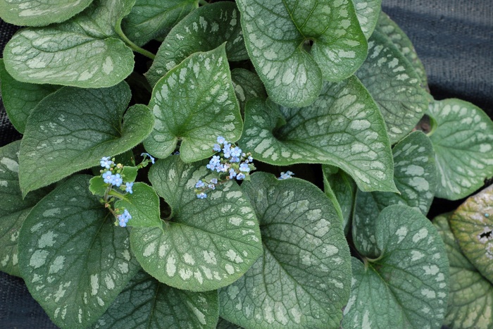 'Emerald Mist' Siberian Bugloss - Brunnera macrophylla from 5 Acres NH