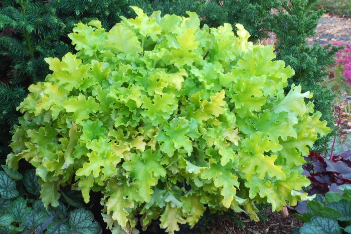 'Lime Marmalade' - Heuchera (Coral Bell) from 5 Acres NH
