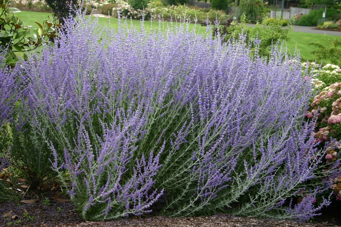 Russian Sage - Perovskia atriplicifolia from 5 Acres NH