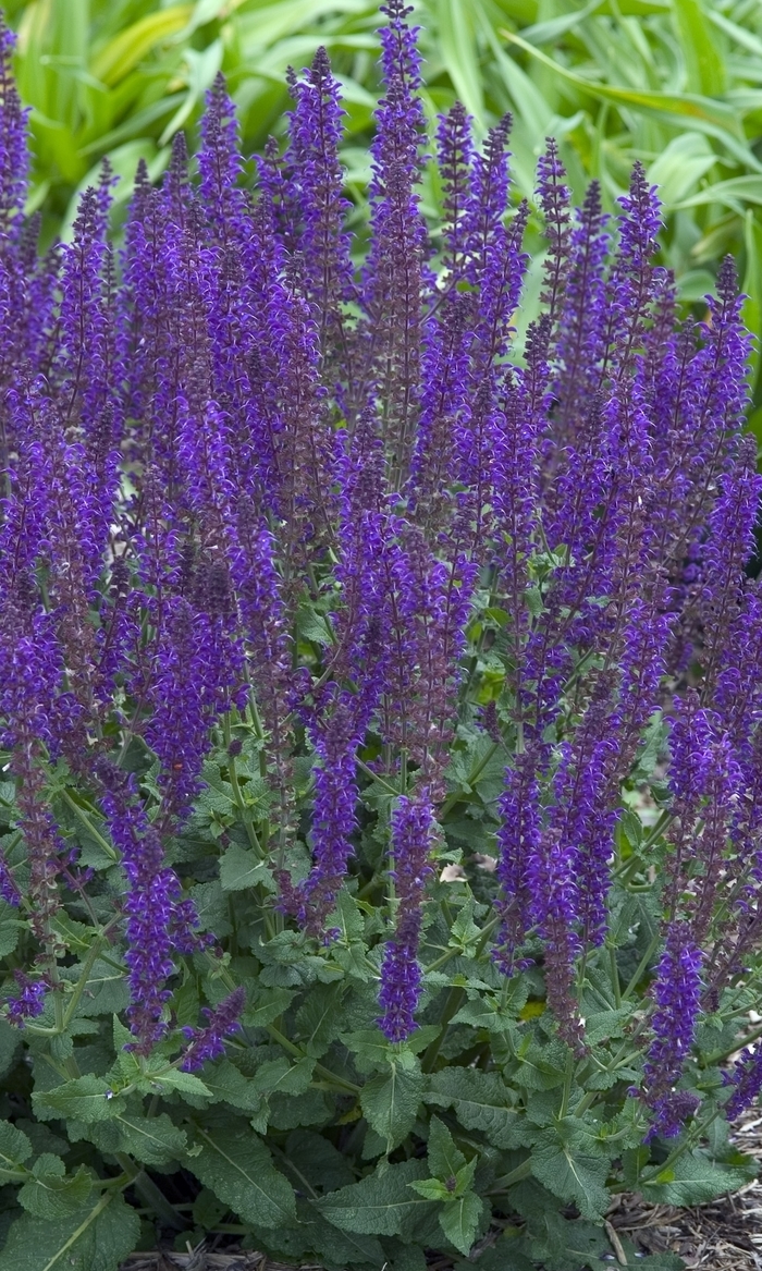 'May Night' Meadow Sage - Salvia x sylvestris from 5 Acres NH