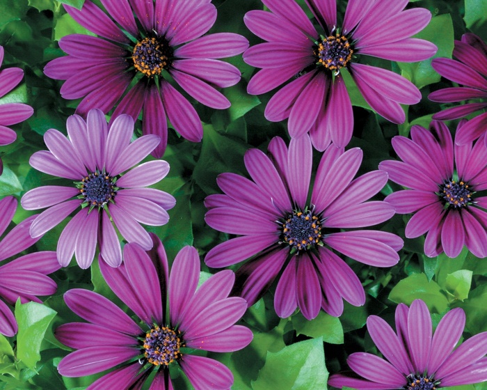 Soprano&reg; ''Compact Purple'' - Osteospermum (African Daisy) from 5 Acres NH