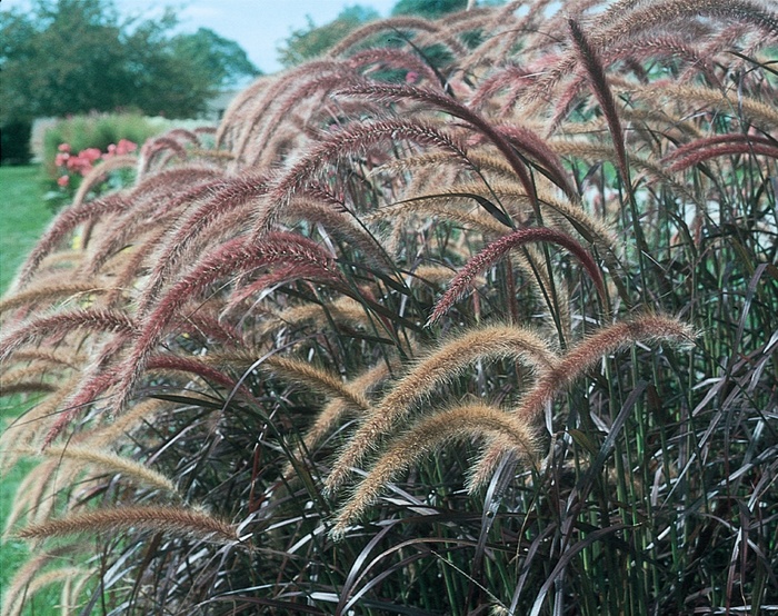 Graceful Grasses&reg; 'Rubrum' - Pennisetum setaceum (Purple Fountain Grass) from 5 Acres NH