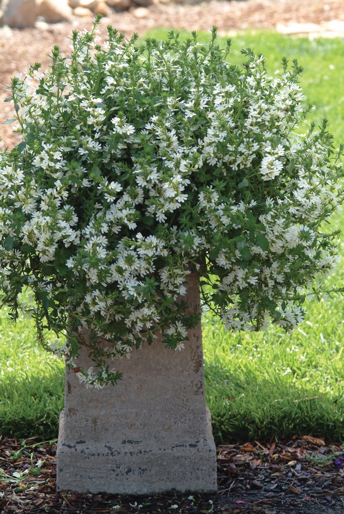 Whirlwind&reg; 'White' - Scaevola aemula (Fan Flower) from 5 Acres NH