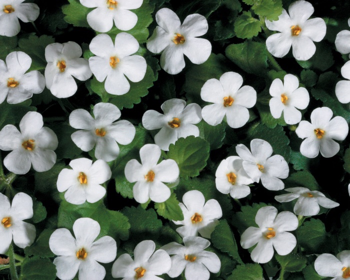 Snowstorm&reg; ''Giant Snowflake&reg;'' - Sutera cordata (Bacopa) from 5 Acres NH