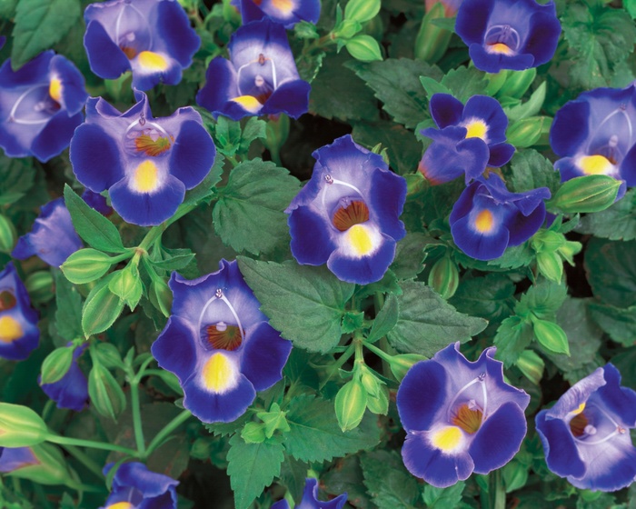 Catalina&reg; ''Midnight Blue'' - Torenia (Wishbone Flower) from 5 Acres NH