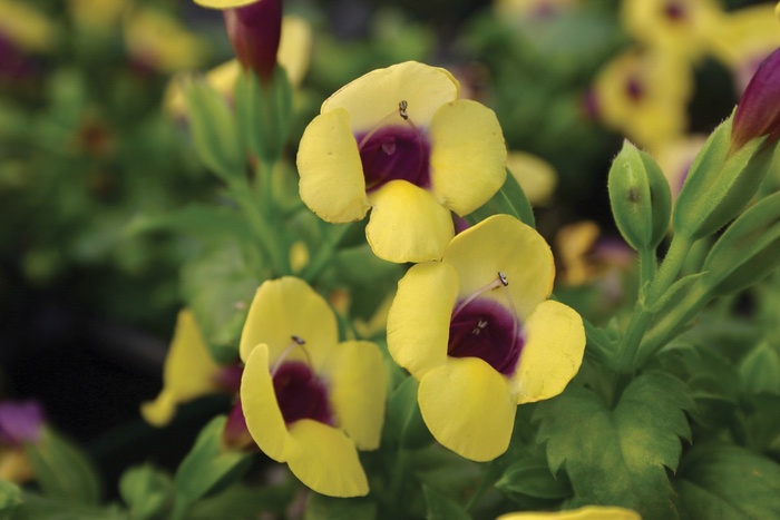 Catalina&reg; 'Gilded Grape&reg;' - Torenia (Wishbone Flower) from 5 Acres NH