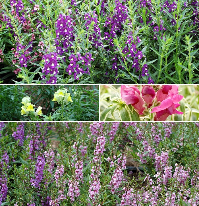 Mixture Snapdragon - Antirrhinum majus from 5 Acres NH