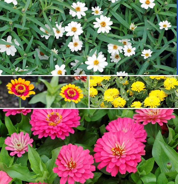Assorted Zinnia - Zinnia from 5 Acres NH