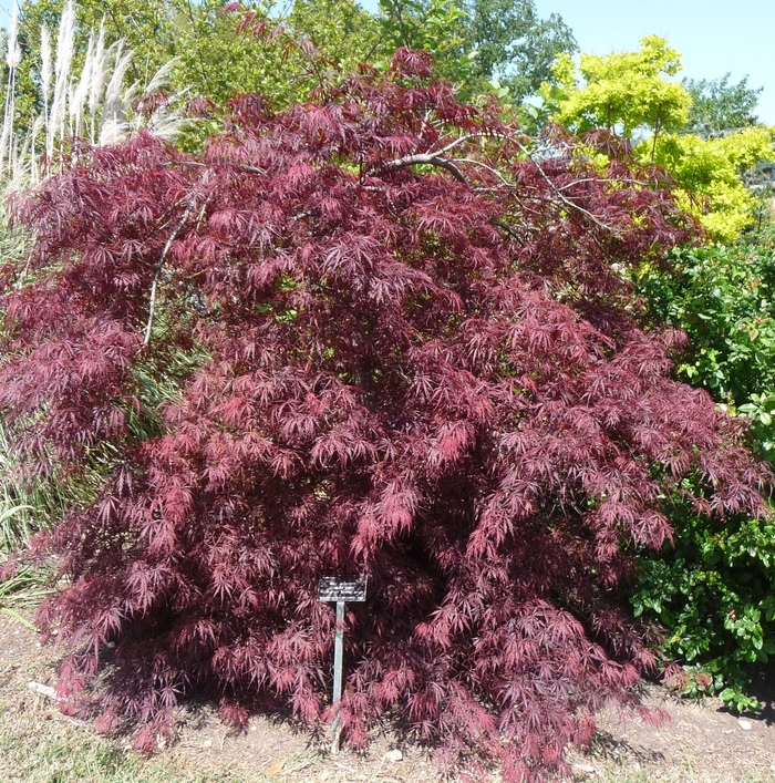 'Tamukeyama' Japanese Maple - Acer palmatum var. dissectum from 5 Acres NH
