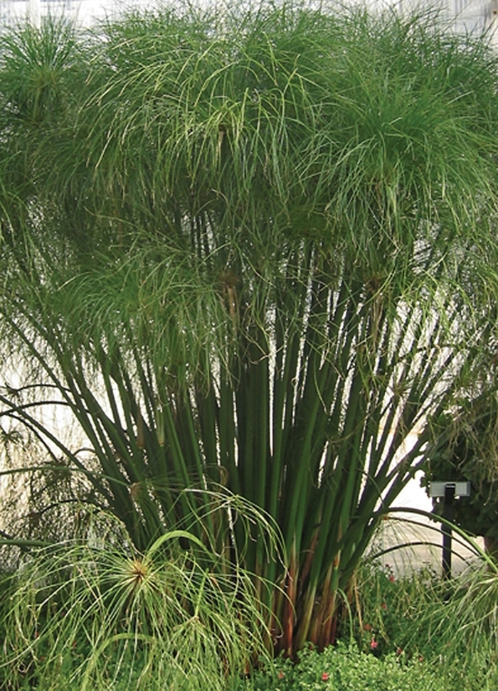 Graceful Grasses&reg; ''King Tut&reg;'' - Cyperus papyrus (Egyptian Papyrus) from 5 Acres NH