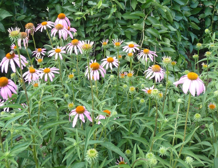 Purple Coneflower - Echinacea purpurea from 5 Acres NH