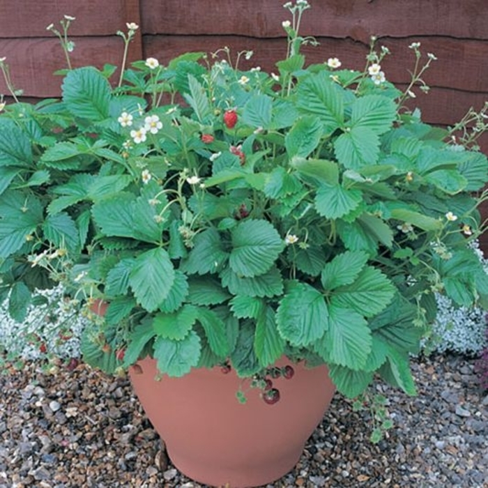 ''Mignonette'' Woodland Strawberry - Fragaria vesca from 5 Acres NH