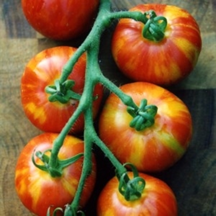 'Mr. Stripey' Heirloom Tomato - Lycopersicon esculentum from 5 Acres NH