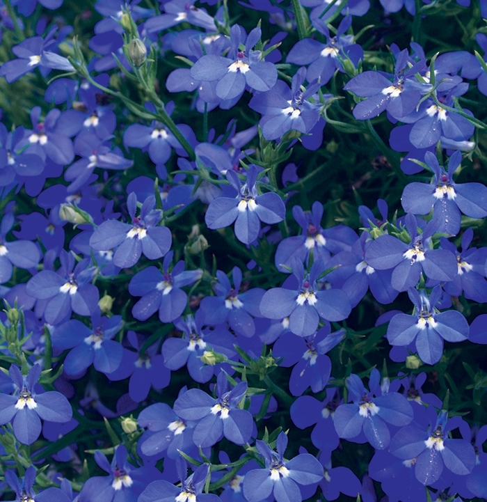 Laguna&reg; 'Dark Blue' - Lobelia erinus from 5 Acres NH