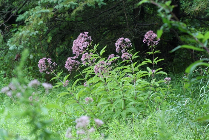 Trumpetweed - Eupatorium fistulosum from 5 Acres NH