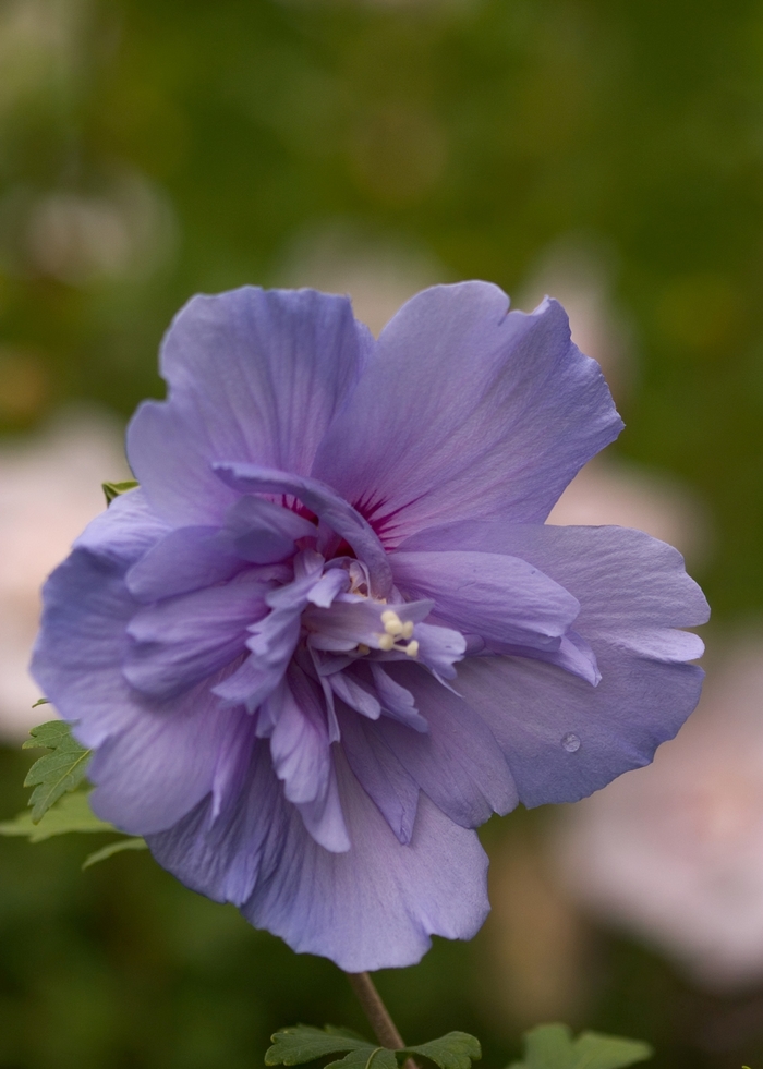 'Blue Chiffon&reg;' Rose of Sharon - Hibiscus syriacus from 5 Acres NH