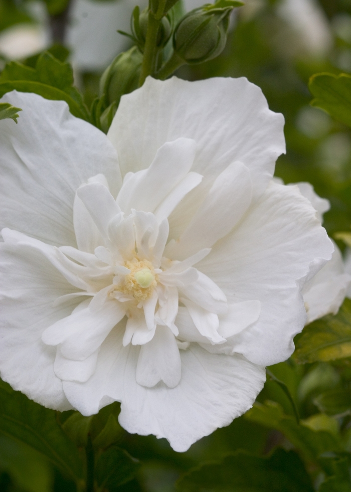 ''White Chiffon&reg;'' Rose of Sharon - Hibiscus syriacus from 5 Acres NH