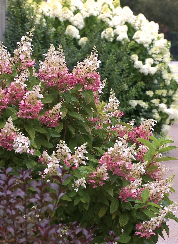 'Pinky Winky&reg;' Panicle Hydrangea - Hydrangea paniculata from 5 Acres NH