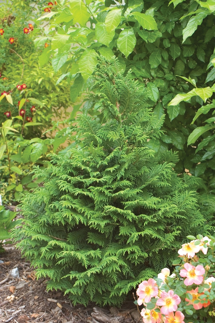 False Cypress - Chamaecyparis pisifera from 5 Acres NH