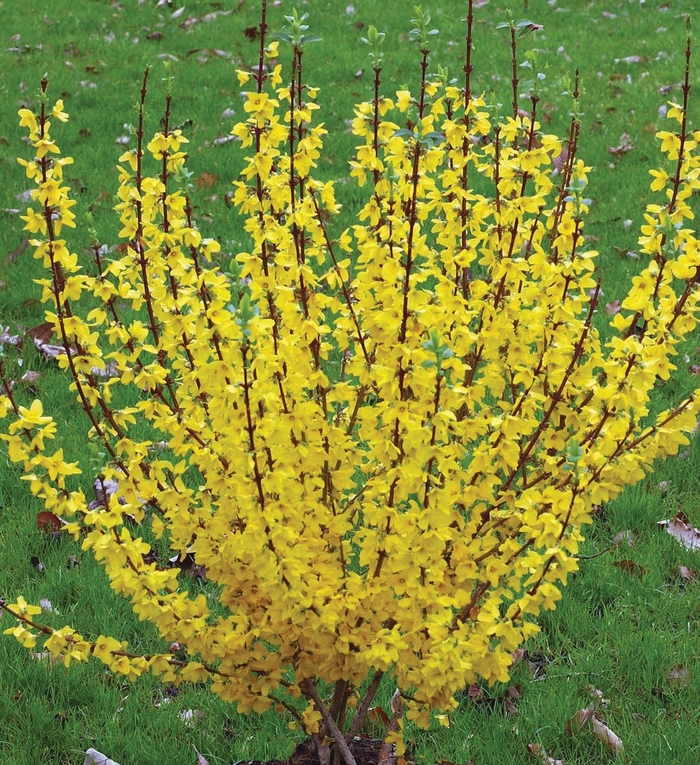 Show Off&reg; - Forsythia x intermedia from 5 Acres NH