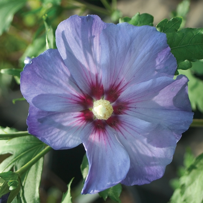 'Azurri Blue Satin&reg;' Rose of Sharon - Hibiscus syriacus from 5 Acres NH