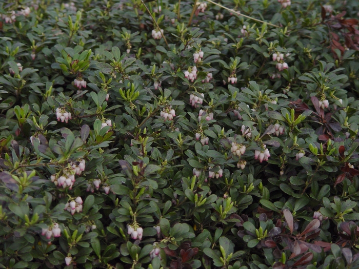 ''Massachusetts'' Common Bearberry - Arctostaphylos uva-ursi from 5 Acres NH