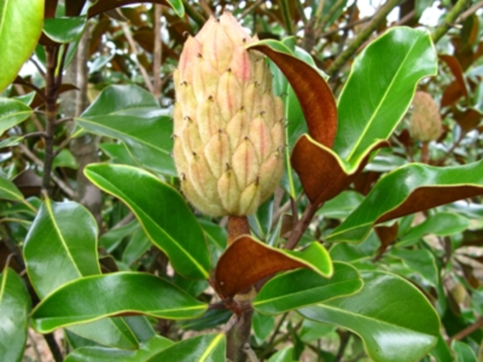 'Bracken's Brown Beauty' - Magnolia grandiflora from 5 Acres NH