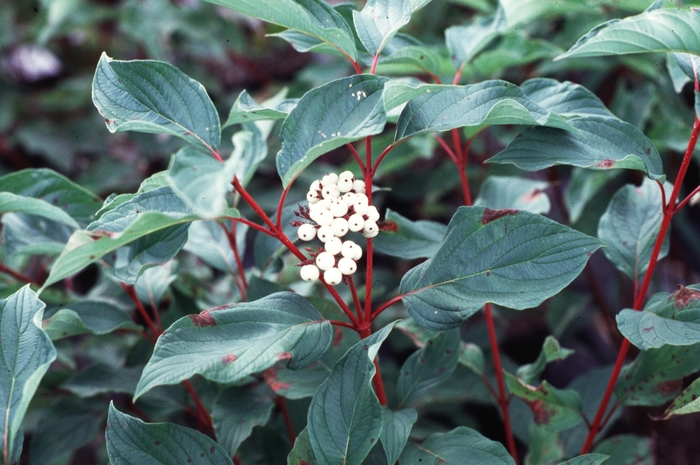 ''Baileyi'' Red Twig Dogwood - Cornus sericea from 5 Acres NH