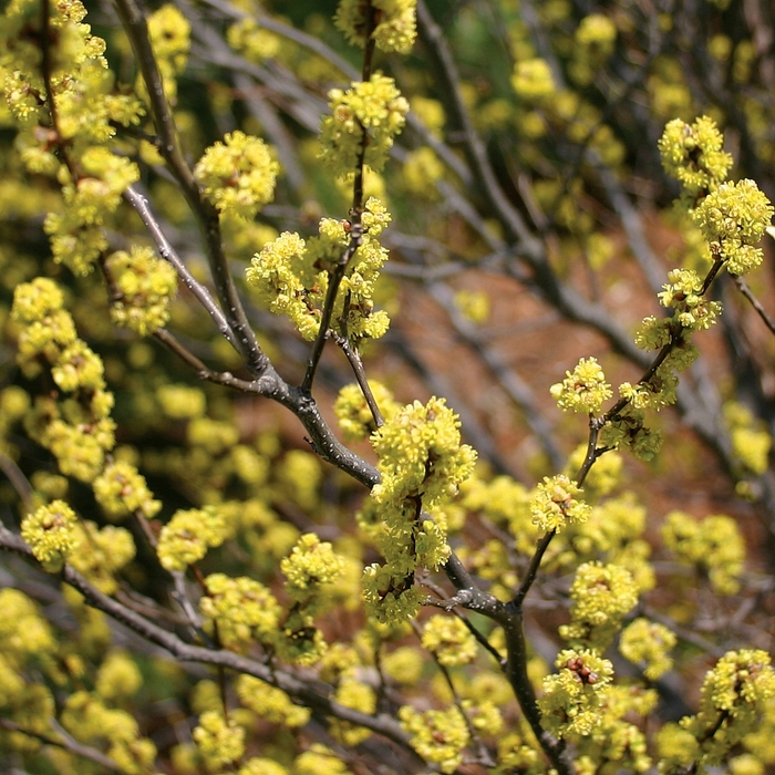 Spicebush - Lindera benzoin from 5 Acres NH