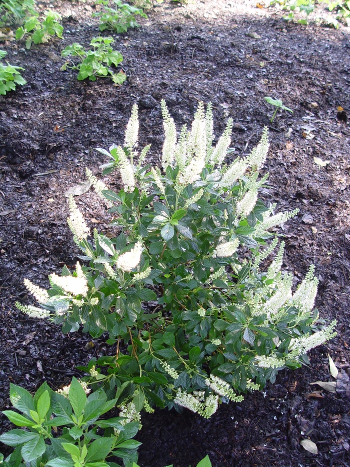 ''Hummingbird'' Summersweet - Clethra alnifolia from 5 Acres NH