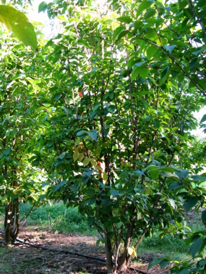 'Ivory Silk' Japanese Tree Lilac - Syringa reticulata from 5 Acres NH