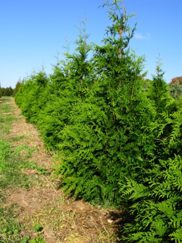 'Green Giant' Giant Arborvitae - Thuja from 5 Acres NH