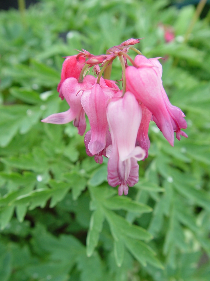 Wild Bleeding Heart - Dicentra eximia from 5 Acres NH