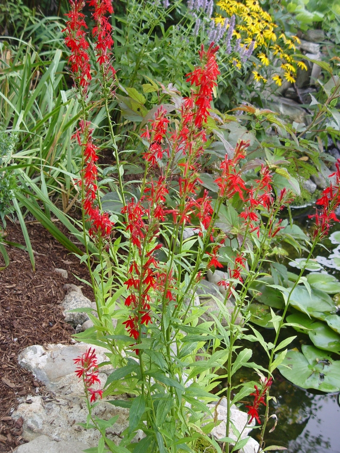 Cardinal Flower - Lobelia cardinalis from 5 Acres NH