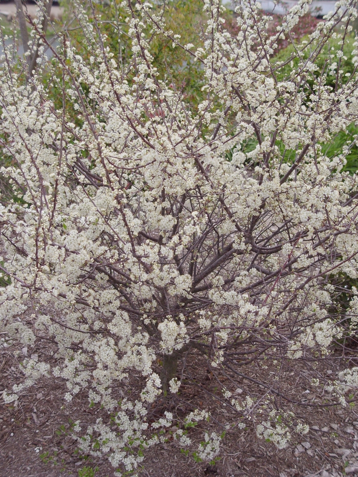 Beach Plum - Prunus maritima from 5 Acres NH