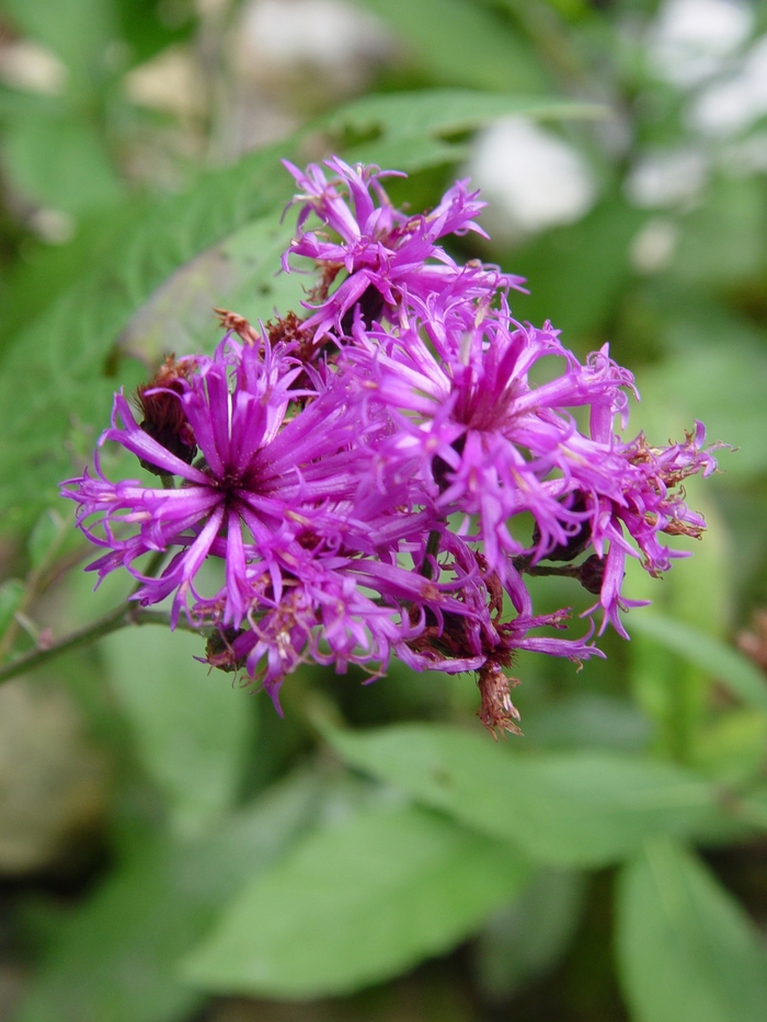 New York Ironweed - Vernonia noveboracensis from 5 Acres NH