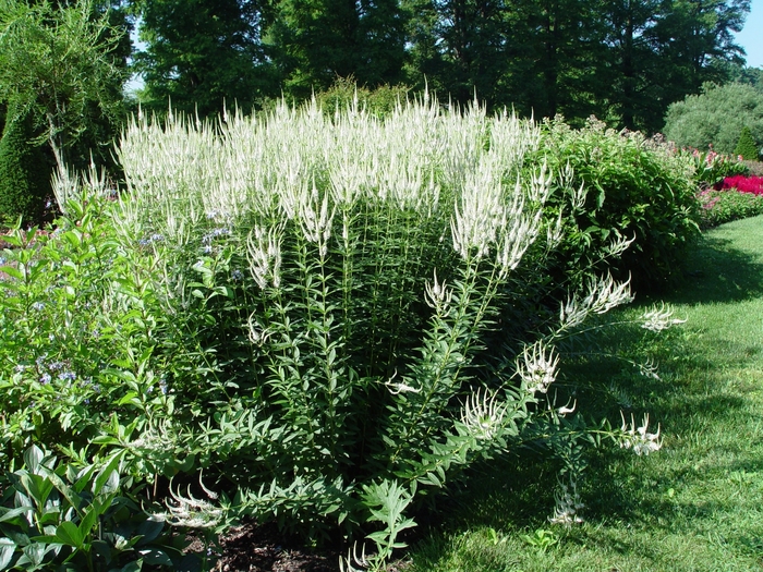 Culver's Root - Veronicastrum virginicum from 5 Acres NH