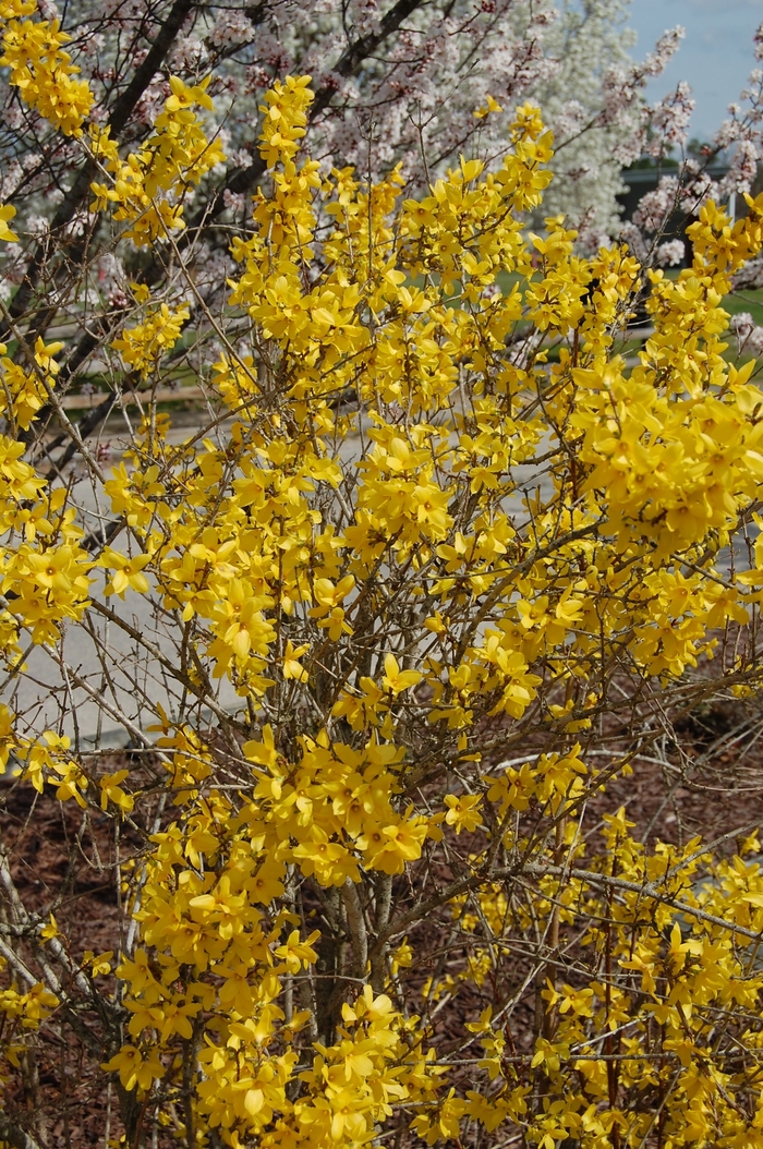 'Lynwood' - Forsythia x intermedia from 5 Acres NH