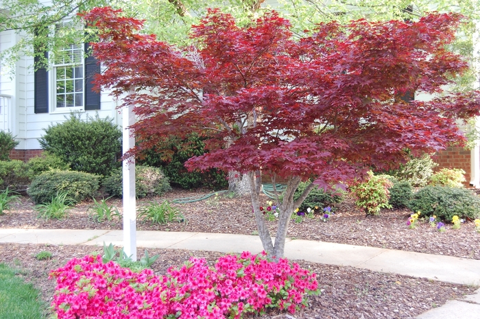 'Bloodgood' Japanese Maple - Acer palmatum var. atropurpureum from 5 Acres NH