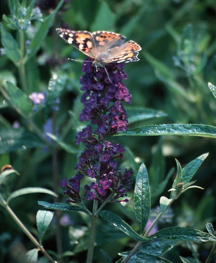 'Black Knight' Butterfly Bush - Buddleia davidii from 5 Acres NH