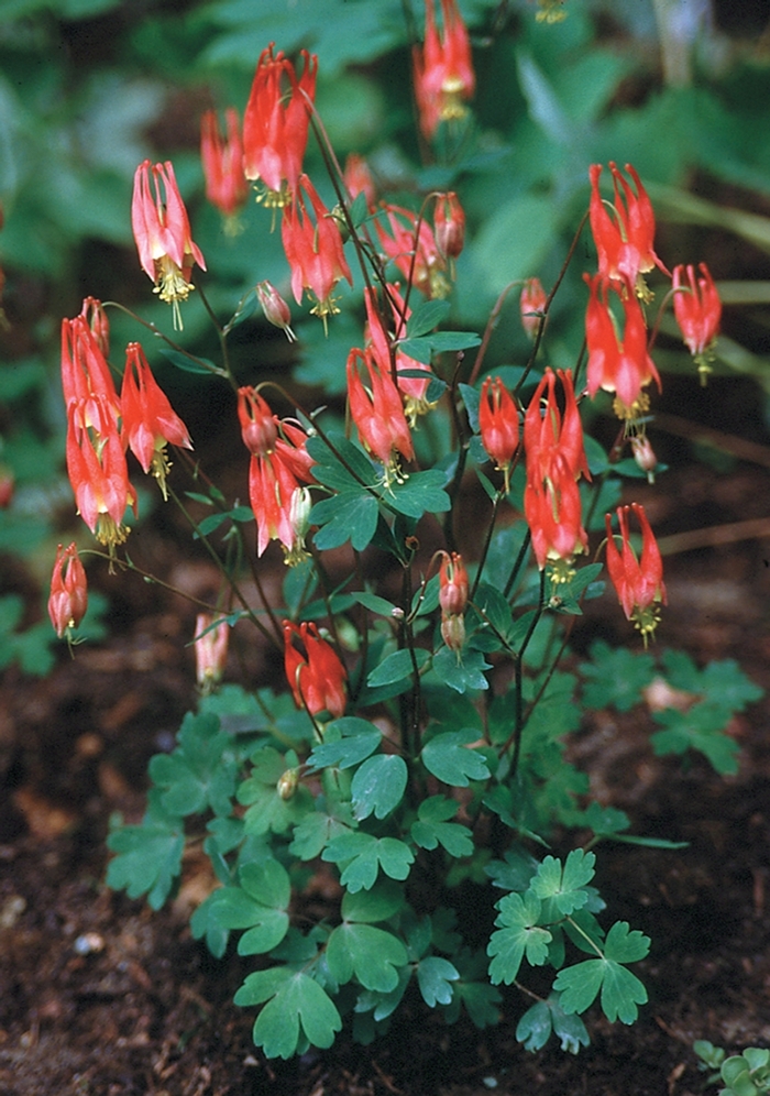 ''Little Lanterns'' Columbine - Aquilegia canadensis from 5 Acres NH