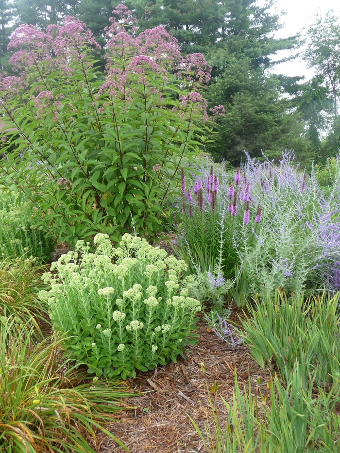 Russian Sage - Perovskia atriplicifolia from 5 Acres NH