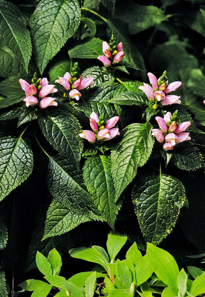 'Pink Temptation' Turtlehead - Chelone lyonii from 5 Acres NH