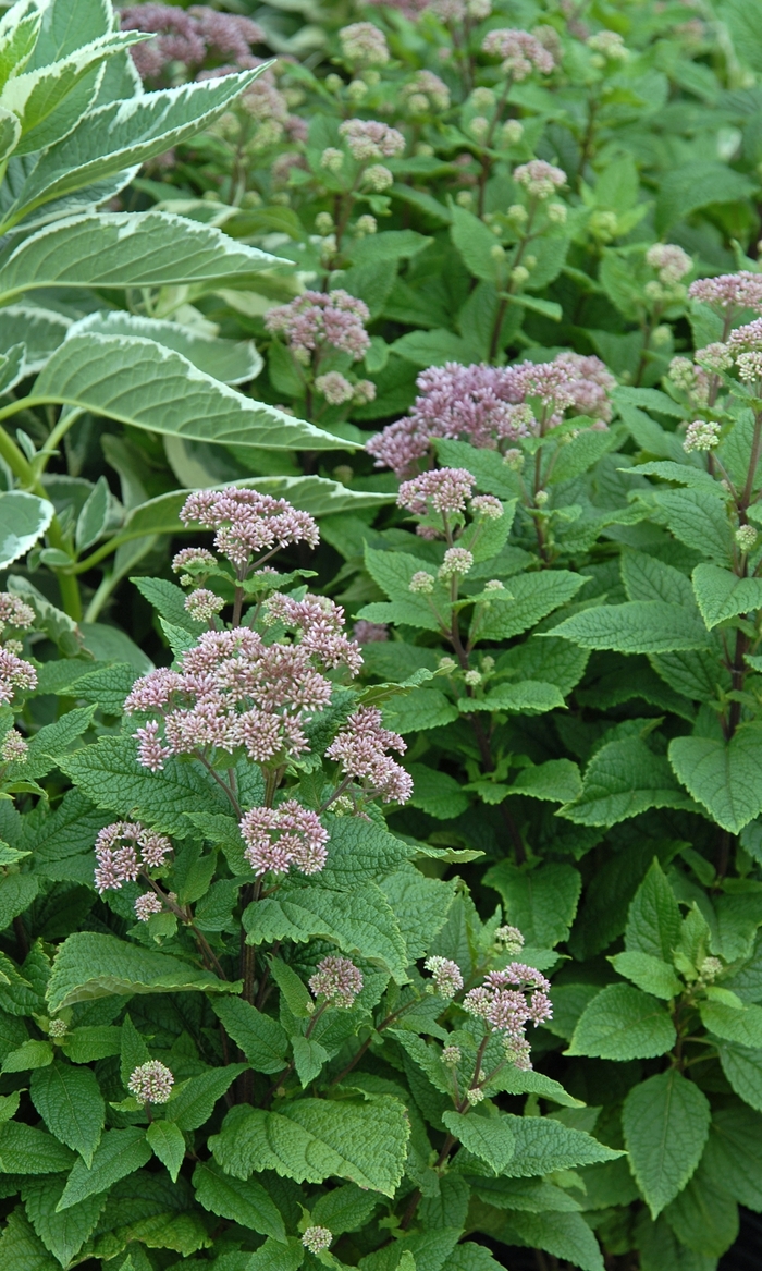 'Little Joe' Joe Pye Weed - Eupatorium dubium from 5 Acres NH