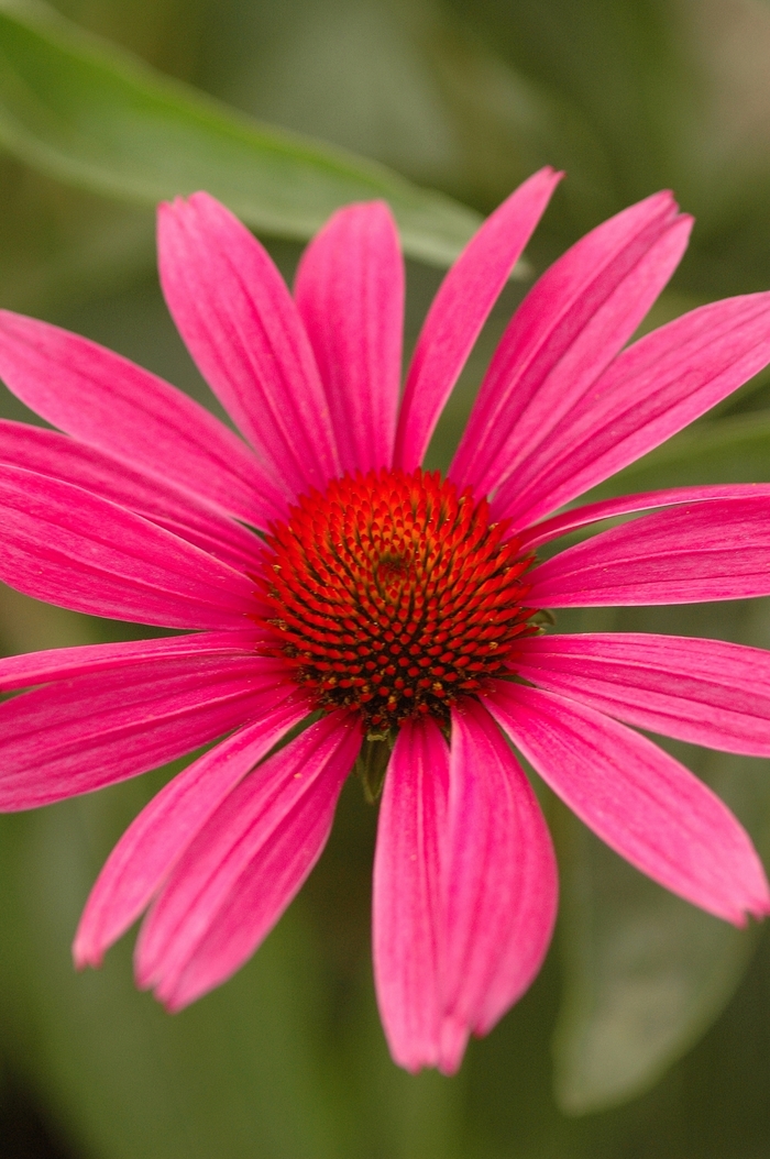 ''Ruby Star (Rubinstern)'' Purple Coneflower - Echinacea purpurea from 5 Acres NH